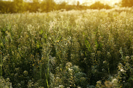 Beautiful flowers growing in meadow on sunny dayの写真素材