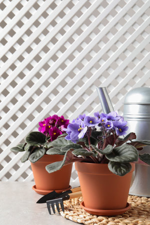 Beautiful potted violets and gardening tools on light gray table, space for text. Delicate house plantsの写真素材