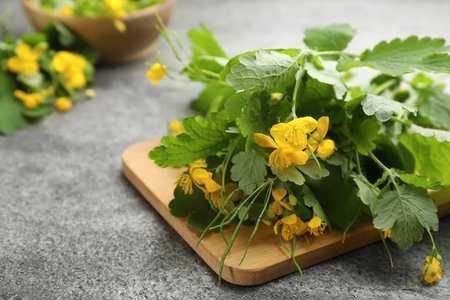 Celandine with beautiful yellow flowers on gray table, closeup. Space for textの写真素材