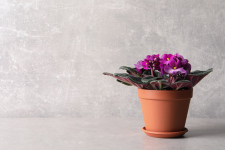Beautiful potted violet flowers on light gray table, space for text. Delicate house plantの写真素材