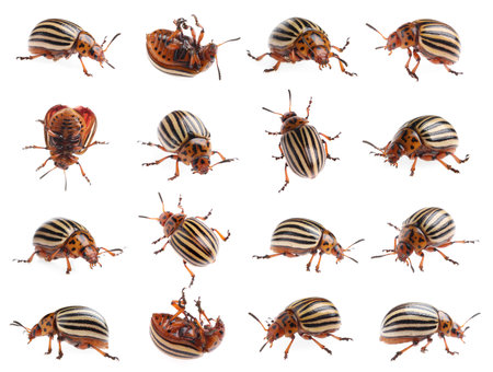 Colorado potato beetles on white background, collageの写真素材