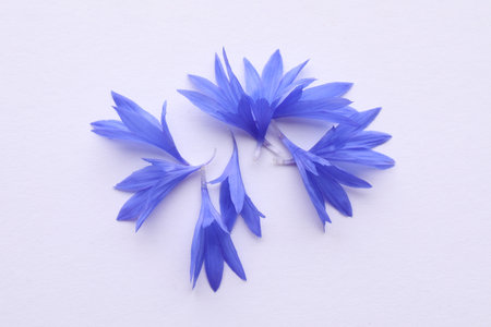 Beautiful light blue cornflower petals on white background