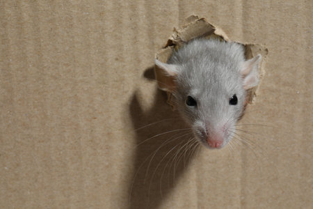 Cute rat looking through hole in cardboard sheet, space for textの写真素材