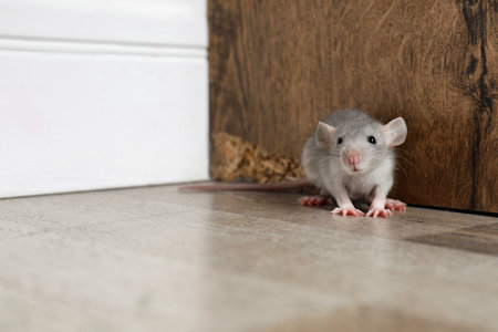 Gray rat near wooden wall on floor. pest controlの写真素材