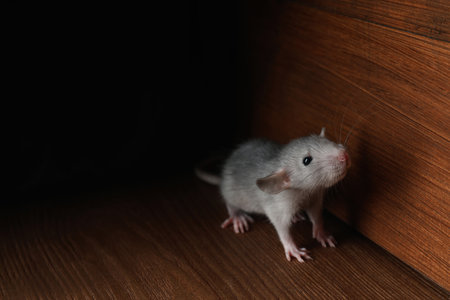 Small gray rat near wooden wall on floor. Space for textの写真素材
