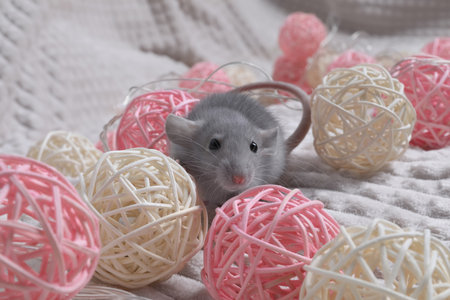 Cute gray rat playing with wicker balls on white fabricの写真素材