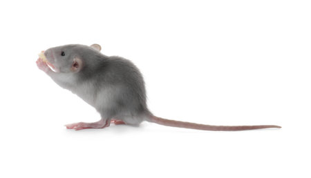 Small fluffy gray rat eating cheese on white backgroundの写真素材