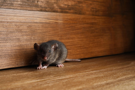 Small brown rat near wooden wall on floor. Space for textの写真素材