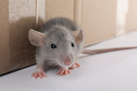Small gray rat near cardboard box, closeupの写真素材