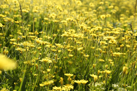 Beautiful flowers growing in meadow on sunny day