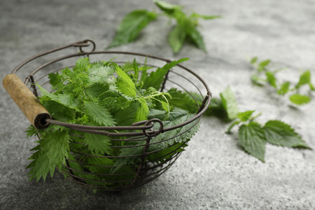 Fresh stinging nettle leaves in metal basket on gray table, closeup. Space for textの写真素材