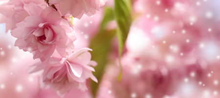 Beautiful pink sakura blossom on blurred background, closeup. Space for textの写真素材