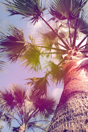 Beautiful palm tree outdoors on sunny summer day, low angle view. Stylized color toningの写真素材