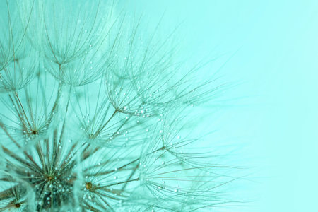 Beautiful fluffy dandelion flower with water drops on turquoise background, closeup. Space for textの写真素材