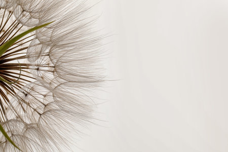 Beautiful fluffy dandelion flower on white background, closeupの写真素材