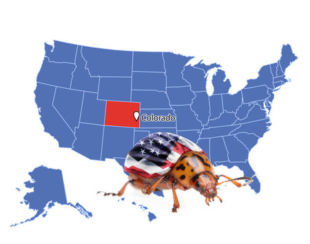 USA map with marked state of Colorado and potato beetle on white backgroundの写真素材