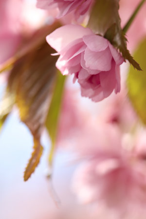 Beautiful pink sakura blossom on blurred background, closeup. Space for textの写真素材