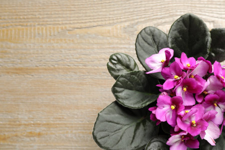 Top view of beautiful violet flowers on wooden background, space for text. Delicate house plantの写真素材