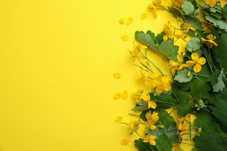 Celandine with beautiful flowers on yellow background, flat lay. Space for textの写真素材