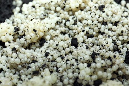 Many snail eggs on soil, closeup viewの写真素材