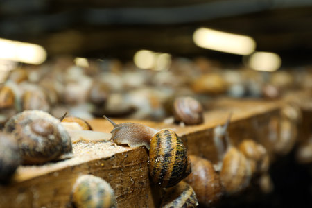 Many snails crawling on wooden stand indoors, closeupの写真素材
