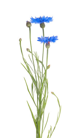 Beautiful light blue cornflowers isolated on whiteの写真素材