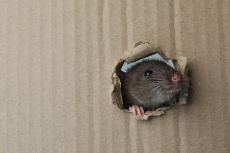 Cute rat looking through hole in cardboard sheet. Space for textの写真素材