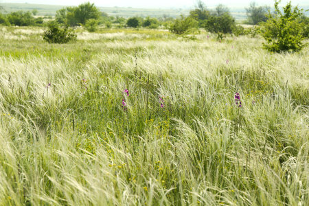 Beautiful flowers growing in meadow on sunny dayの写真素材