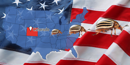 USA map with marked state of Colorado and potato beetles. banner designの写真素材
