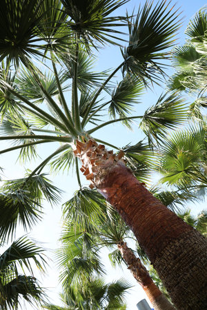 Beautiful palm tree outdoors on sunny summer day, low angle viewの写真素材