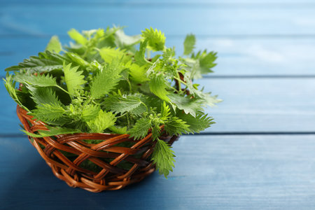 Fresh stinging nettle leaves in wicker bowl on blue wooden table, closeup. Space for textの写真素材