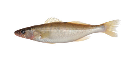 Fresh raw pike perch isolated on white. river fishの写真素材