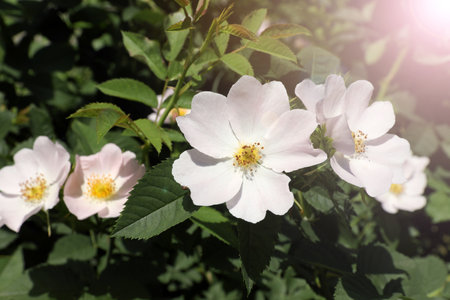 Beautiful blooming rose hip flowers on bush outdoorsの写真素材