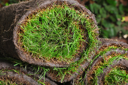 Closeup view of rolled sod with grassの写真素材