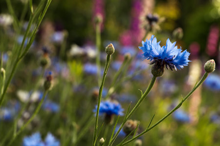 Beautiful blue cornflower outdoors on summer day, closeupの写真素材