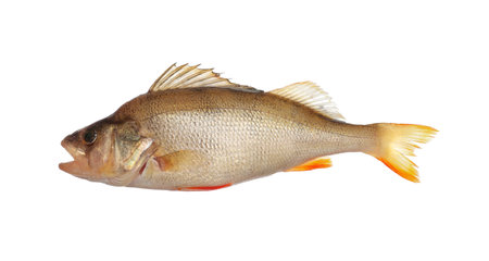 Fresh raw perch isolated on white. River fishの写真素材