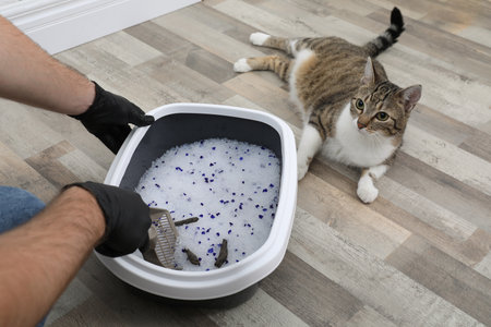 Man in gloves cleaning cat litter tray at home, closeupの写真素材