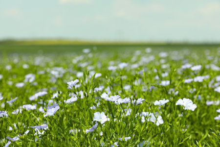 Beautiful blooming flax plants in field on sunny dayの写真素材