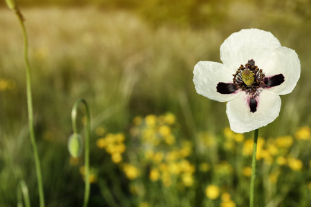 Beautiful flower growing in meadow on sunny day, closeup. Space for textの写真素材