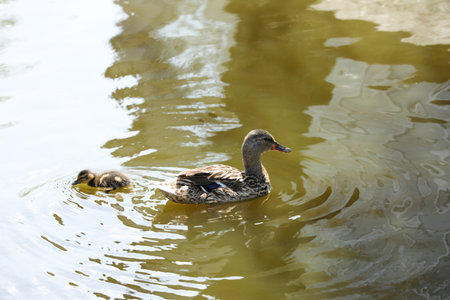Little duckling with mother in pond. Baby animalsの写真素材
