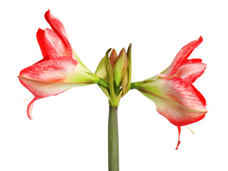 Beautiful red amaryllis flower isolated on whiteの写真素材