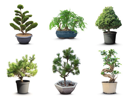 Set with different beautiful bonsai trees on white backgroundの写真素材