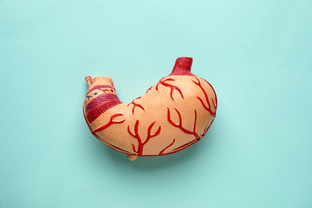 Anatomical model of stomach on turquoise background, top view. Gastroenterologyの写真素材