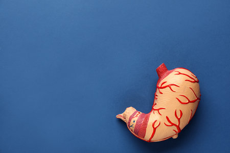 Anatomical model of stomach on blue background, top view with space for text. gastroenterologyの写真素材