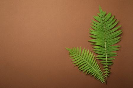 Beautiful tropical fern leaves on brown background, flat lay. Space for textの写真素材