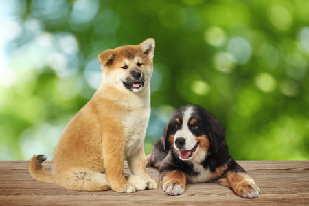 Cute puppies on wooden surface outdoors, bokeh effect. Adorable petsの写真素材
