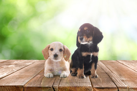 Cute English Cocker Spaniel puppies on wooden surface outdoors, bokeh effect. Adorable petsの写真素材