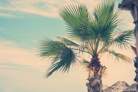 Beautiful view of palm tree outdoors on sunny summer day. Stylized color toningの写真素材