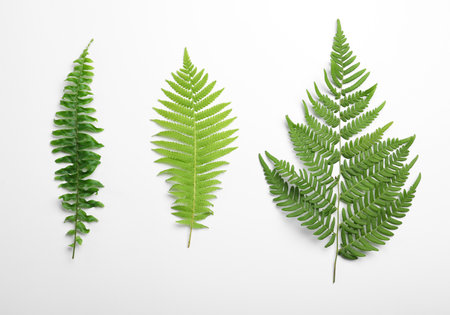 Different types of fern leaves on white background, top viewの写真素材