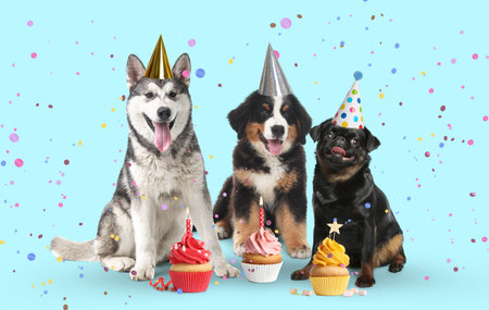 Cute dogs with party hats and delicious birthday cupcakes on light blue backgroundの写真素材